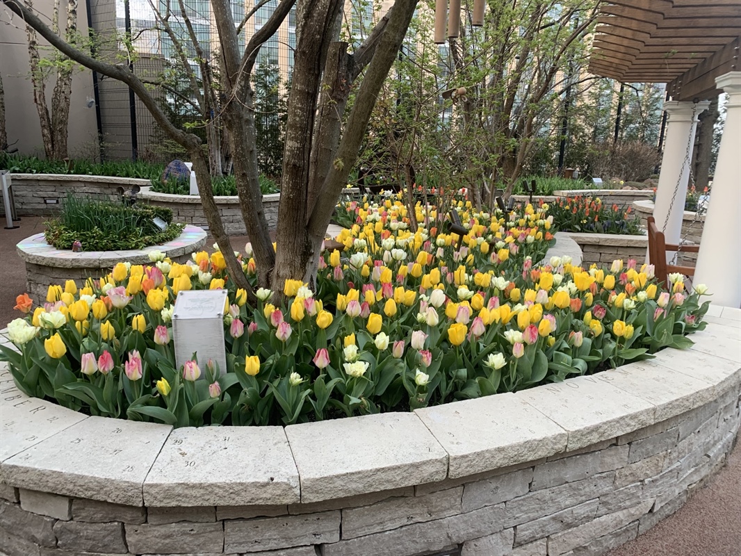 A bed of roses outdoor